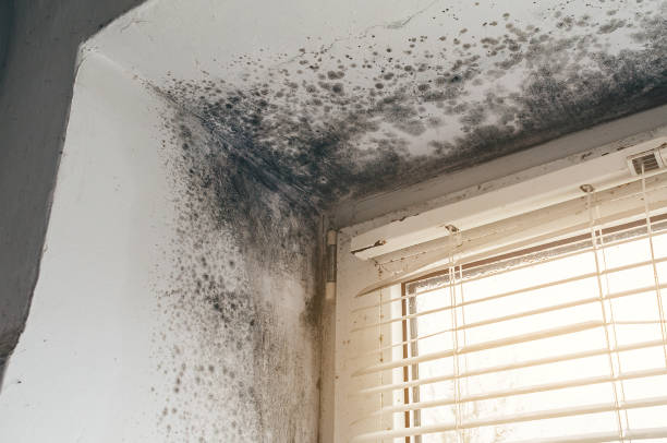 Trusted Black Mold Removal service in Keenesburg, CO - Cheap Mold Removal